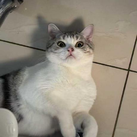 MeshAnything