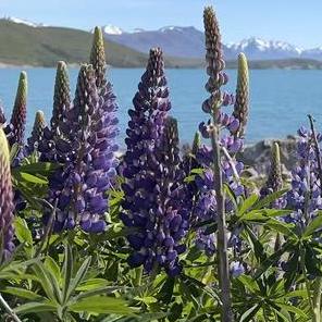 lupine