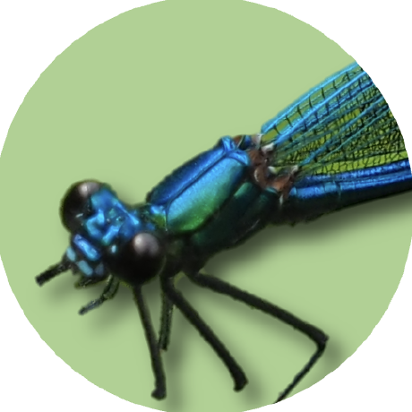 Damselfly