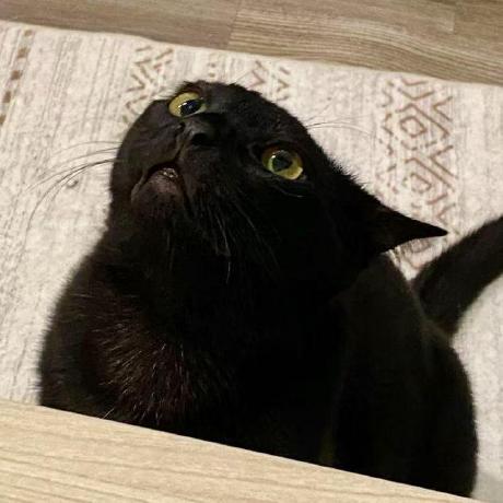 Corvus