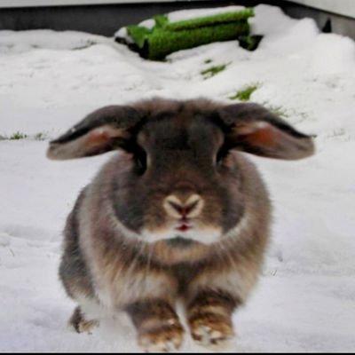 openclaw-assistant